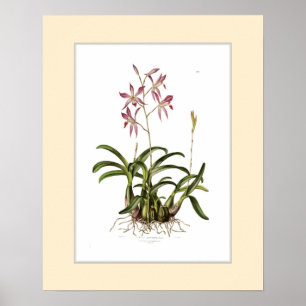 Laelia autumnalis, Zollgrenze Poster