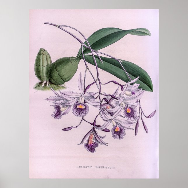Laeliopsis Domingensis Orchid Poster (Vorne)