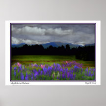Lafayette Lupine Mindscape