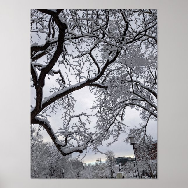 Lafayette Square, Schneebäume Poster (Vorne)