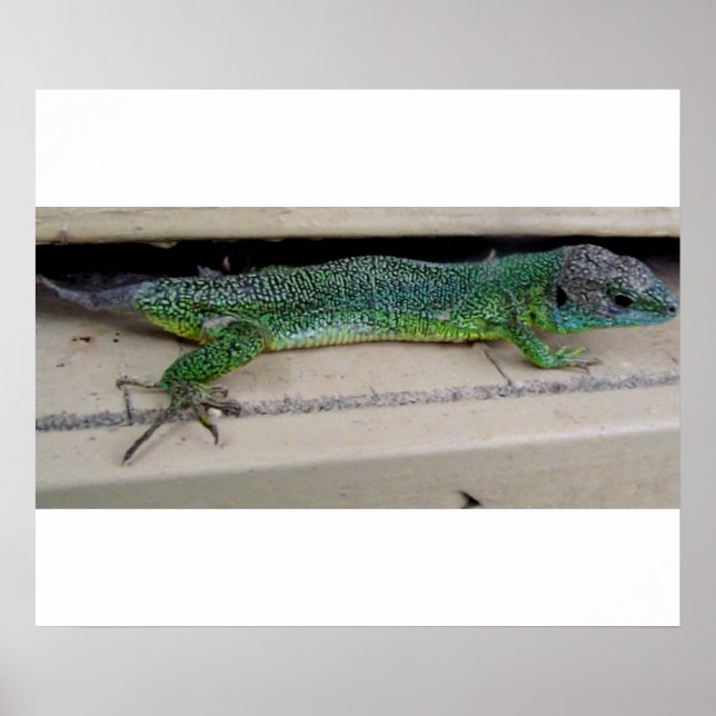 Lagarto Póster Poster (Vorne)