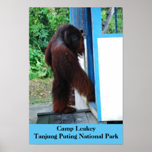 Lager Leakey Tanjung, das Nationalpark Borneo Poster