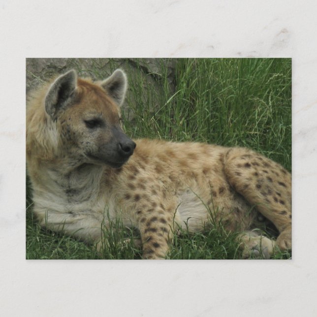 Laghing Hyenas Postcard Postkarte (Vorderseite)