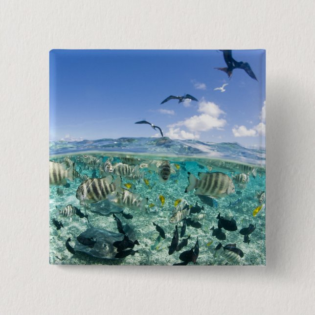 Lagoon Safari mit Stingrochen Button (Vorderseite)