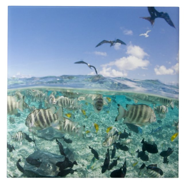 Lagoon Safari mit Stingrochen Fliese (Vorderseite)