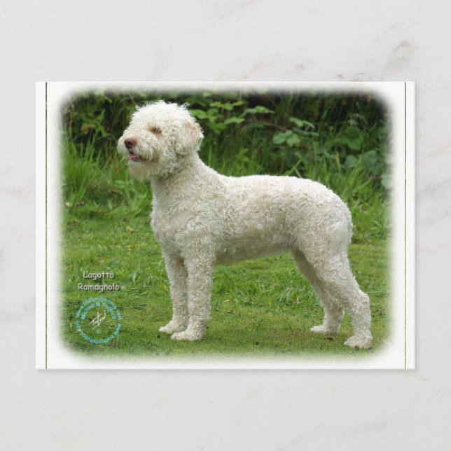 Lagotto Romagnolo 9M048D-03 Postkarte (Vorderseite)