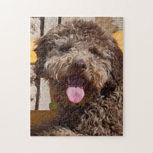 Lagotto Romagnolo auf einer Holzbank (Vertikal)