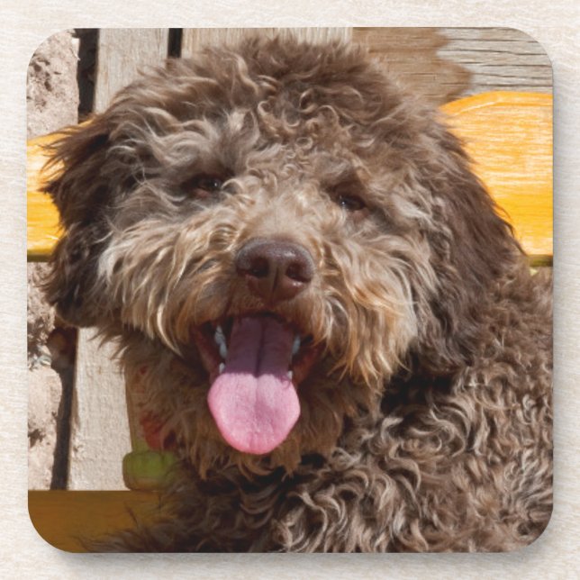 Lagotto Romagnolo auf einer Holzbank Getränkeuntersetzer (Vorderseite)