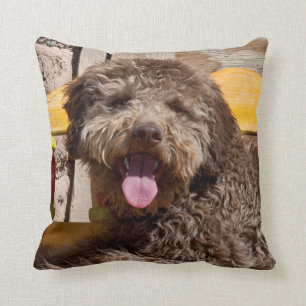 Lagotto Romagnolo auf einer Holzbank Kissen