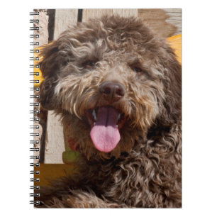 Lagotto Romagnolo auf einer Holzbank Notizblock