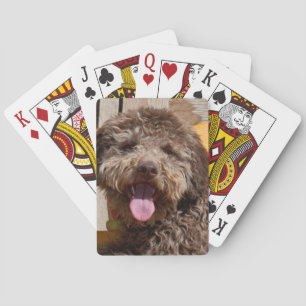 Lagotto Romagnolo, das auf einer hölzernen Bank Spielkarten