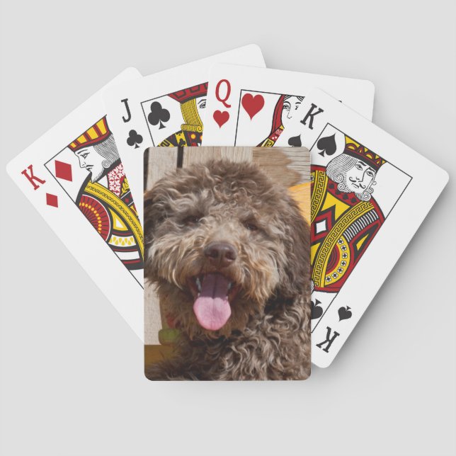 Lagotto Romagnolo, das auf einer hölzernen Bank Spielkarten (Rückseite)