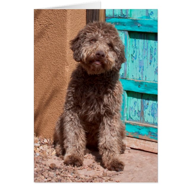 Lagotto Romagnolo durch eine blaue Tür Gewartet (Vorne)