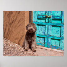 Lagotto Romagnolo durch eine blaue Tür Gewartet
