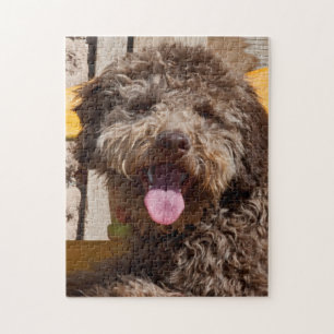Lagotto Romagnolo liegt auf einer Holzbank