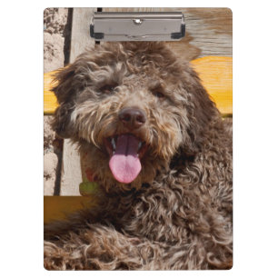 Lagotto Romagnolo liegt auf einer Holzbank Klemmbrett