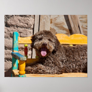 Lagotto Romagnolo liegt auf einer Holzbank Poster