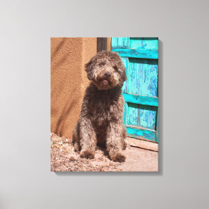 Lagotto Romagnolo wartet an einer blauen Tür Leinwanddruck