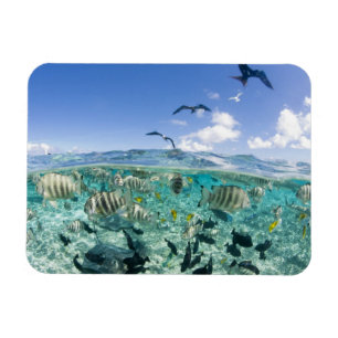 Lagunensafari-Tour mit Stachelrochen Magnet