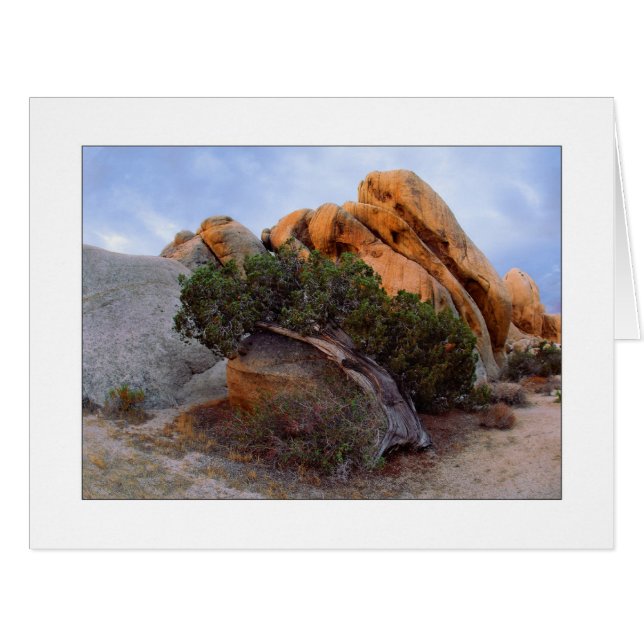 "Laid Back Juniper" (Vorderseite (Horizontal))