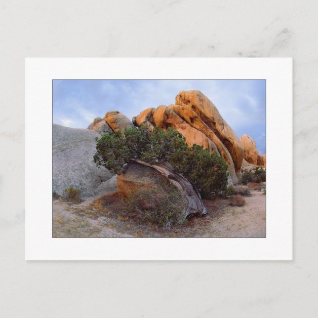 "Laid Back Juniper" Postkarte (Vorderseite)