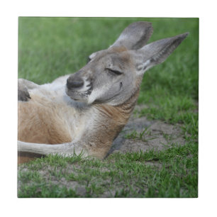 Laid-back Kangaroo Fliese