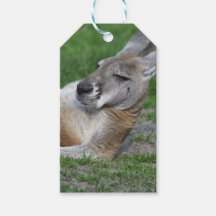 Laid-back Kangaroo