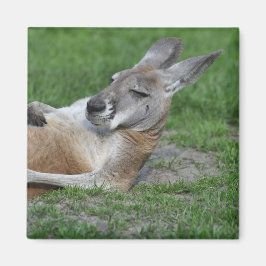 Laid-back Kangaroo Magnet