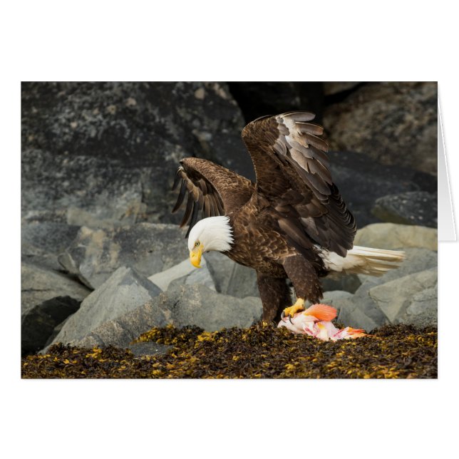 L'aigle chauve ultime (Devant Horizontal)