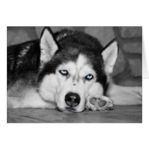 Laisse-Moi Dormir, S'Il Te Plaît