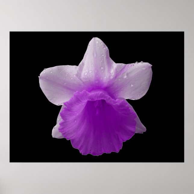 Laisser Daffodil Purple Impression (Devant)