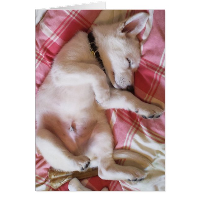 Laisser Dormir Chiens Lie Card (Devant)