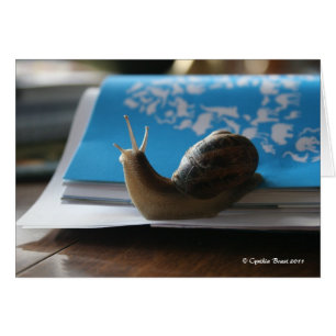 Laissez l'éclat de Sun !