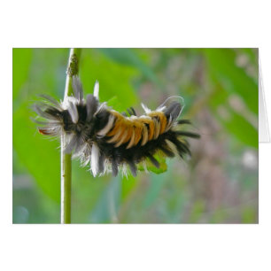 Lait Tussock Moth Caterpillar Items