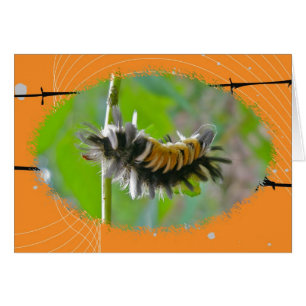 Lait Tussock Moth Caterpillar Orange Items