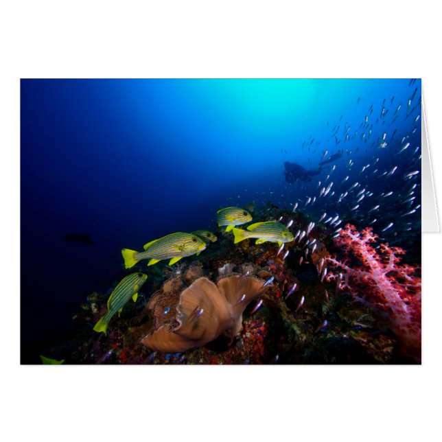 Laja Ampat Underwater 3 (Devant horizontal)