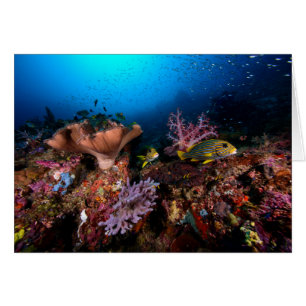 Laja Ampat Unterwasser