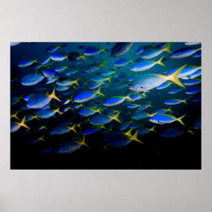 Laja Ampat Unterwasser5 Poster