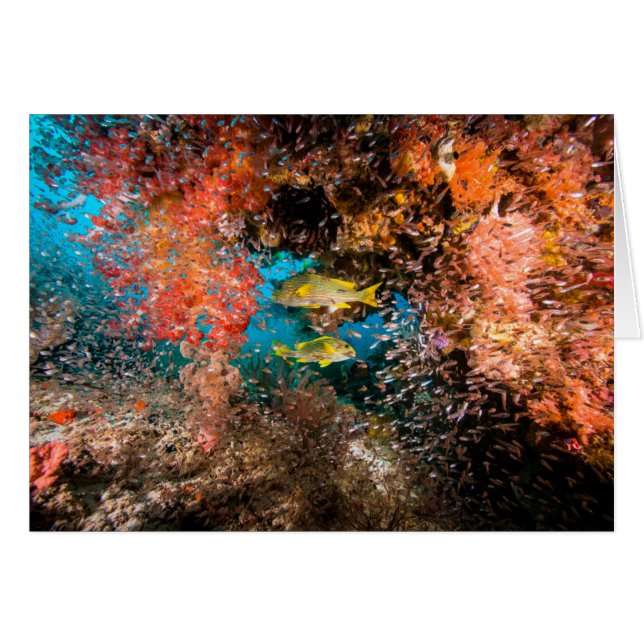 Laja Ampat Unterwasser6 (Vorderseite (Horizontal))