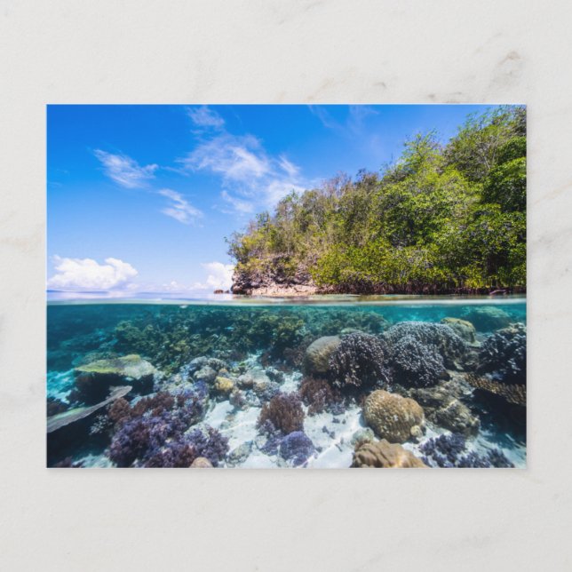 Laja Ampat Unterwasser 2 Postkarte (Vorderseite)