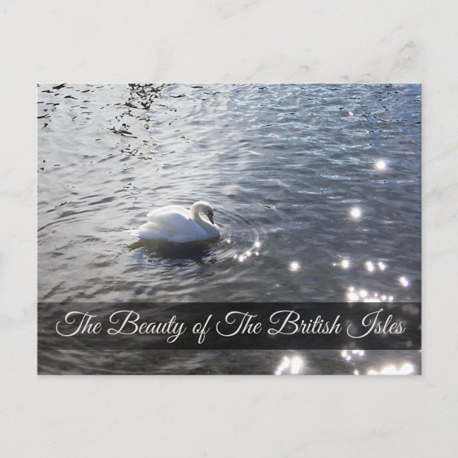 Lake District Swan Post Card Postkarte (Vorderseite)