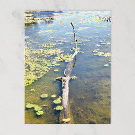 Lake Erie Metropark Turtle Log Horizontal Postkarte