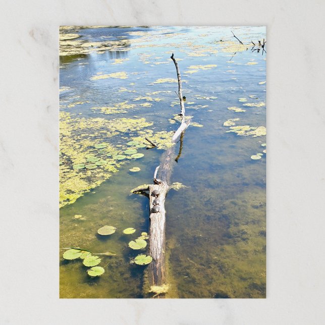 Lake Erie Metropark Turtle Log Horizontal Postkarte (Von Creator hochgeladen)