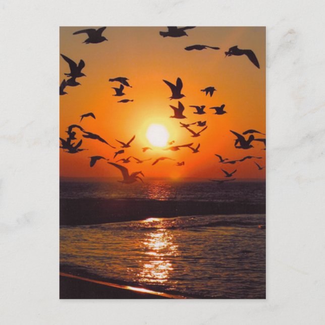 Lake Erie Sunset Postkarte (Vorderseite)