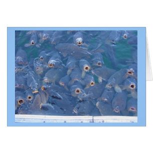 Lake Mead Fischen