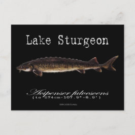 Lake Sturgeon-Black-Postcard Postkarte