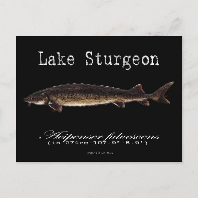 Lake Sturgeon-Black-Postcard Postkarte (Vorderseite)