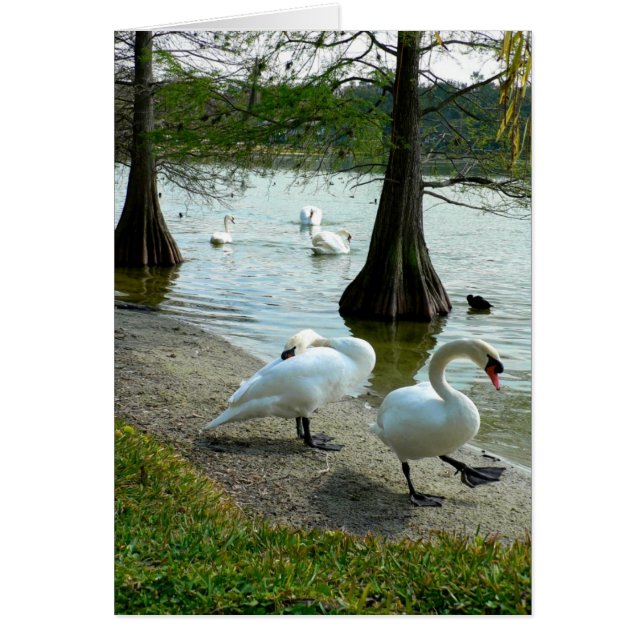 Lakeland Swans (Vorne)