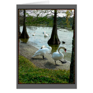 Lakeland Swans