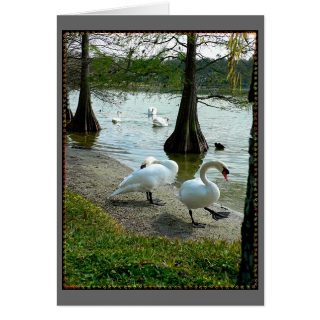 Lakeland Swans (Vorne)